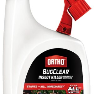 Ortho