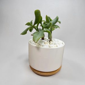 Ceramic Succulent Pots, 3.5 Inch Plant Pots with Drainage Hole & Bamboo Tray for Indoor Plants